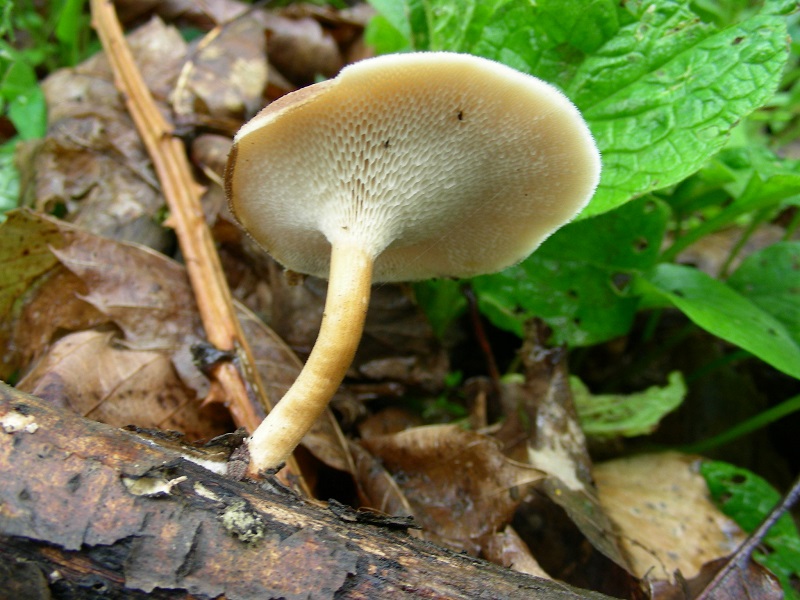 655 Aprile vecchio ritrovamento